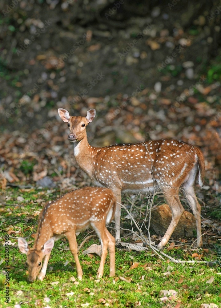 deer in the forest