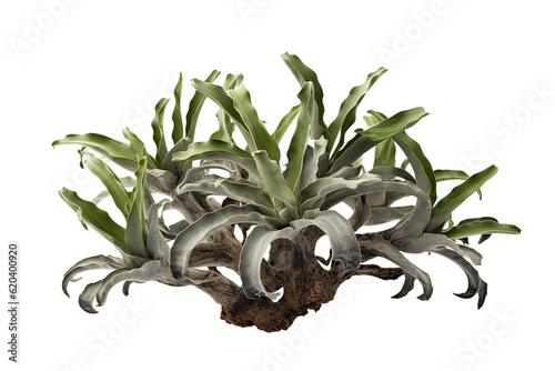 Staghorn Echinophyllia, on transparent background (PNG). Generative AI. photo