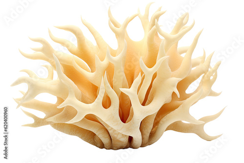 Staghorn Echinopora, on transparent background (PNG). Generative AI.