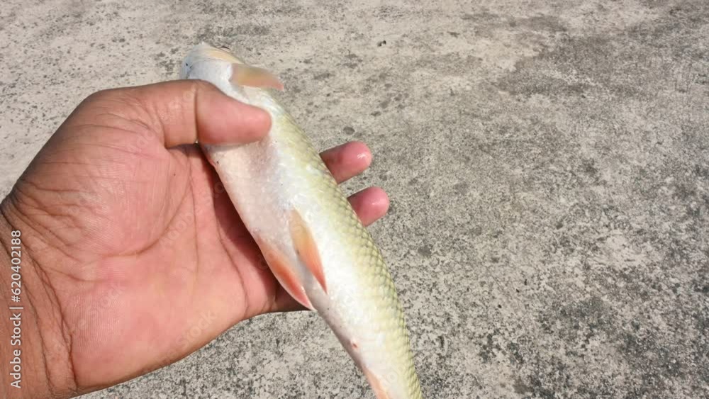 Rohu fish. It is a species of fish of the carp family. its other names ...