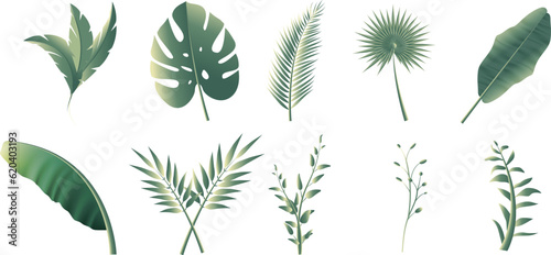 Collection of leaf vector elements from tropical forest. can be used in elegant decorative designs