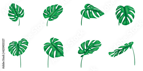 Collection of Monstera deliciosa leaf vector elements from tropical forest. can be used in elegant decorative designs