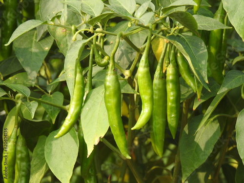 Green Chilli plants with fruits. Green Pepper.