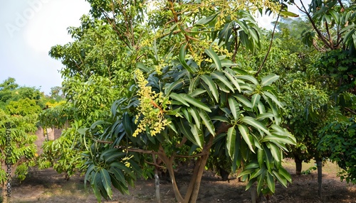 Mango trees in the garden