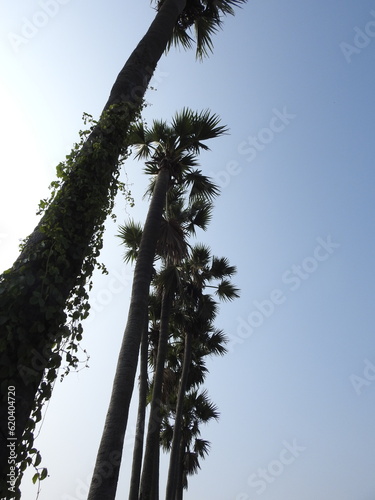 Tall Borassus flabellifer (Palmyra palm) Tree with sky background. It is commonly known as doub, palmyra, tala, toddy or wine palm