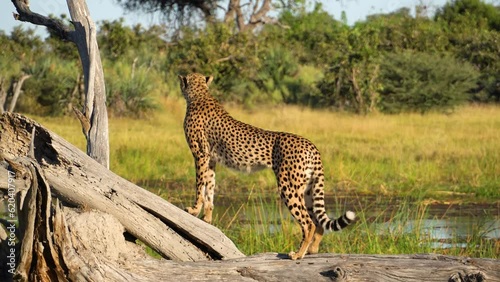 cheetah observing surrounding on log