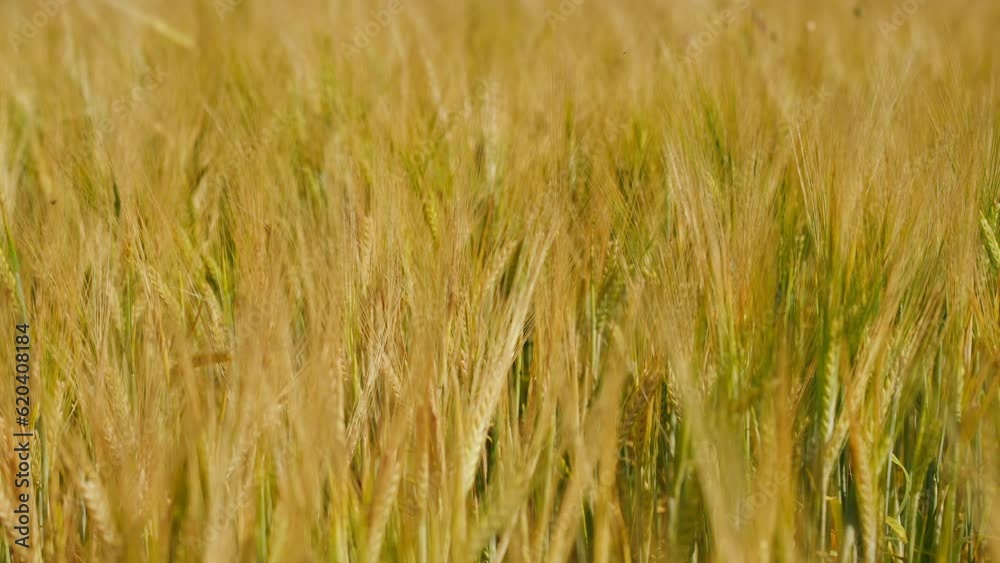 Close-up golden wheat growing on sunny summer day outdoors. Ripe yellow plant stems moving in wind in slow motion Close-up golden wheat growing on sunny summer day outdoors. Ripe yellow plant stems moving in wind in slow motion