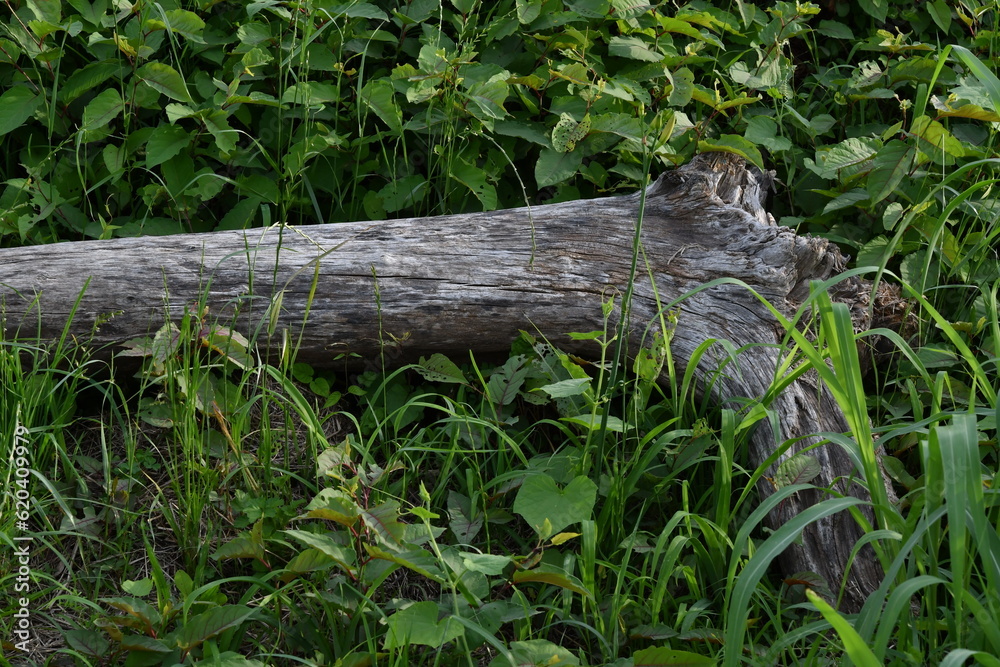 Obraz premium 野原の倒木