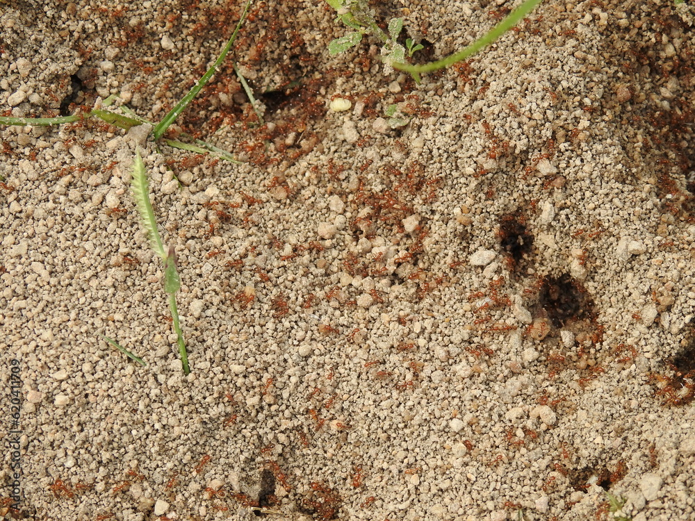 custom made wallpaper toronto digitalTiny red fire Ants on soil floor