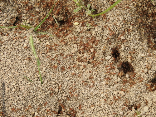 Tiny red fire Ants on soil floor