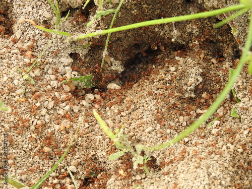 Tiny red fire Ants on soil floor