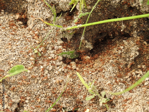 Tiny red fire Ants on soil floor