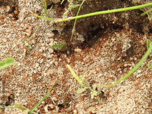 Tiny red fire Ants on soil floor