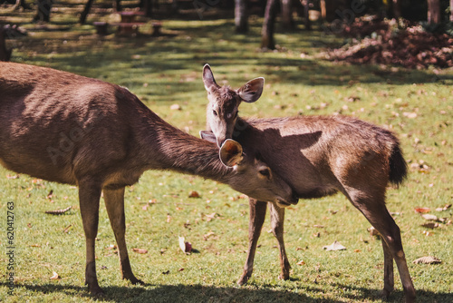 deer in the woods