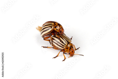 A pair of Colorado potato beetles on a white background. Insect pests  Colorado potato beetles.