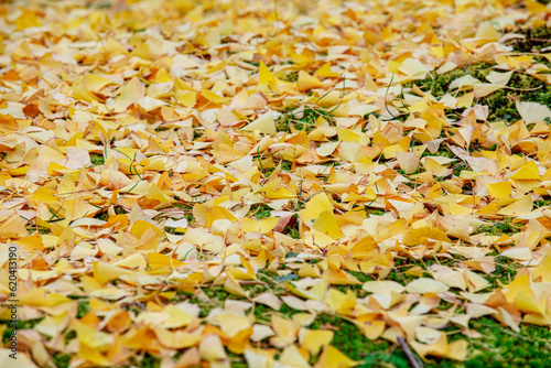 Golden Glow  Vibrant Ginkgo Leaves Paint the Autumn Floor in a Spectacular Display of Nature s Beauty