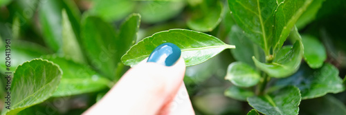 Female hand with blue manicure touching green fresh tea leaves