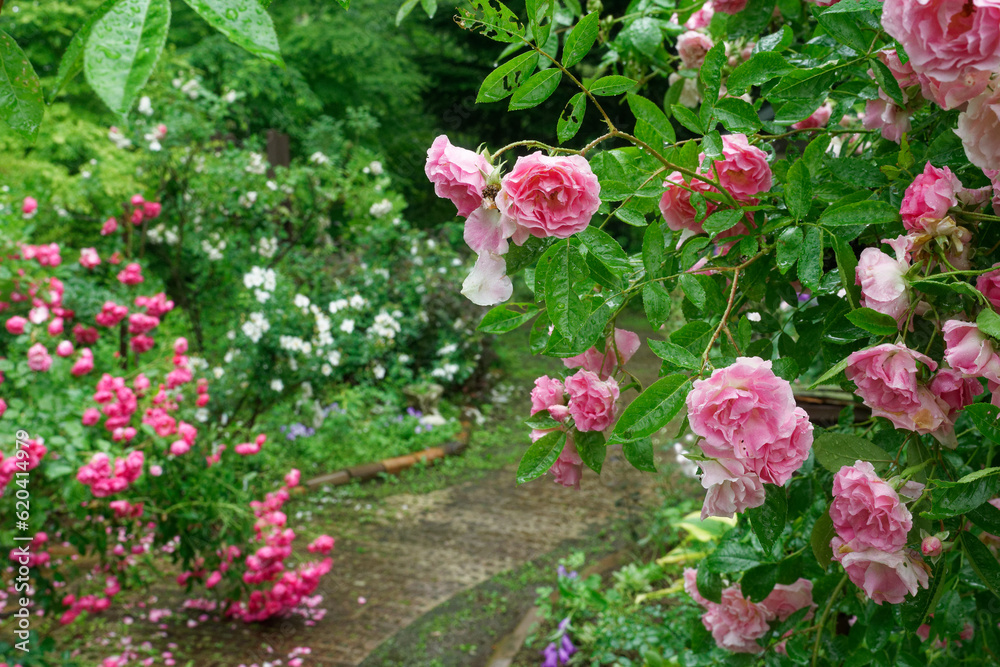 雨に打たれたピンクの薔薇の遊歩道