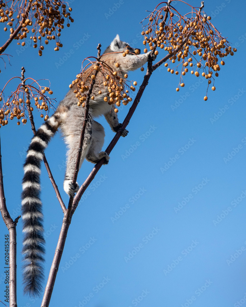 Obraz premium Anja parc, Madagascar 