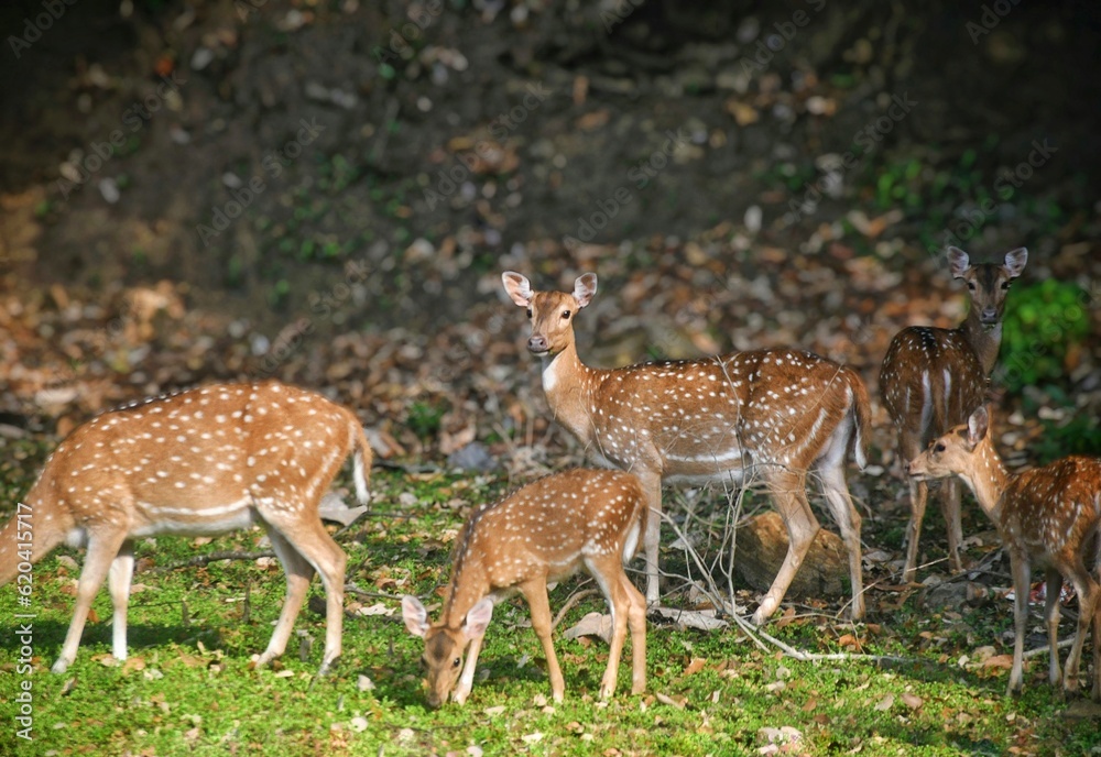 deer in the forest deer in the forest