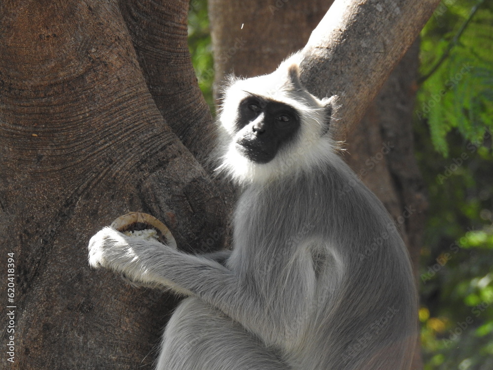 The northern plains gray langur (Semnopithecus entellus), also known as the sacred langur