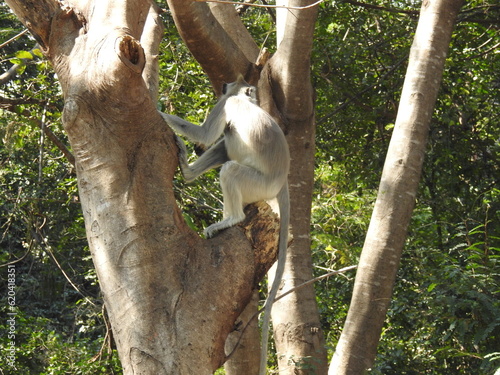 The northern plains gray langur (Semnopithecus entellus), also known as the sacred langur