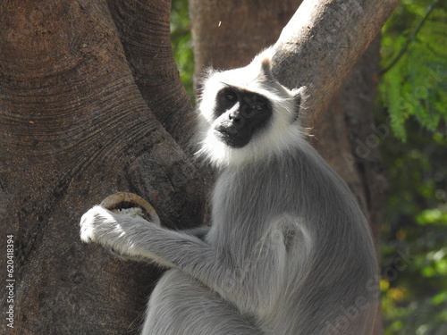 The northern plains gray langur (Semnopithecus entellus), also known as the sacred langur