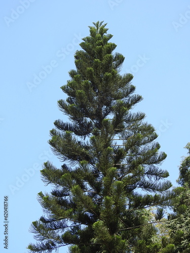 pine tree on blue sky