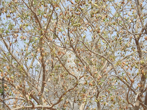 Branches with dry fruits, Pongam oiltree, Millettia pinnata , without leafs.