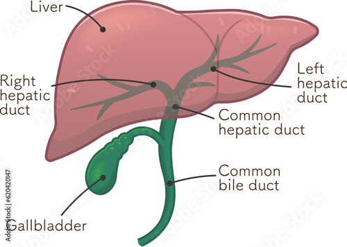 liver、gallbladder、duodenum、illustration