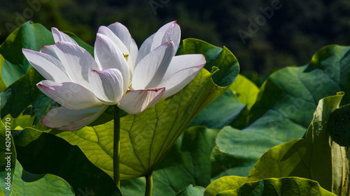 close-up of a lotus flowers with green leaf