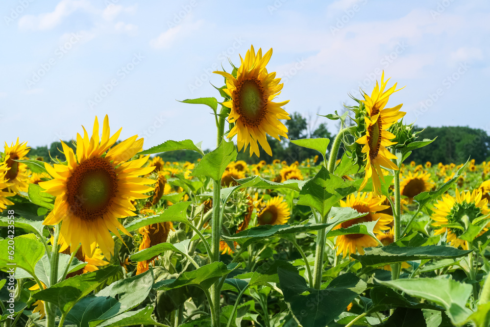 Sunflower flowering flower plant herb nature natural detail close up Sunflower flowering flower plant herb nature natural detail close up