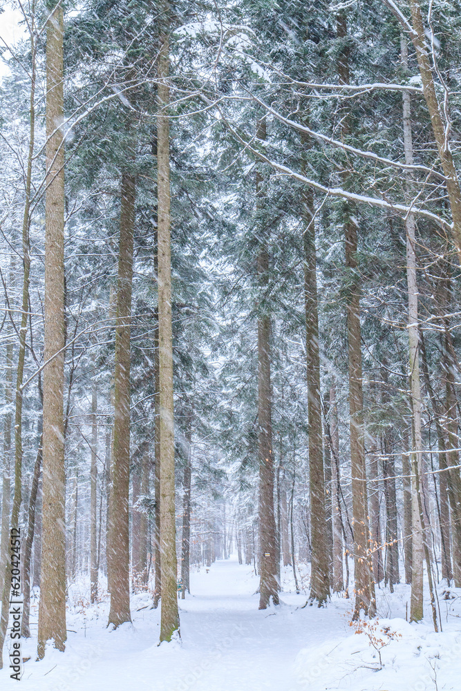 Snow-covered spruce forest on the yellow tourist trail from Bielsko-Biała to Szyndzielnia in the Silesian Beskids in winter during heavy snowfall in the forest on the slope of Kozia Góra, Poland