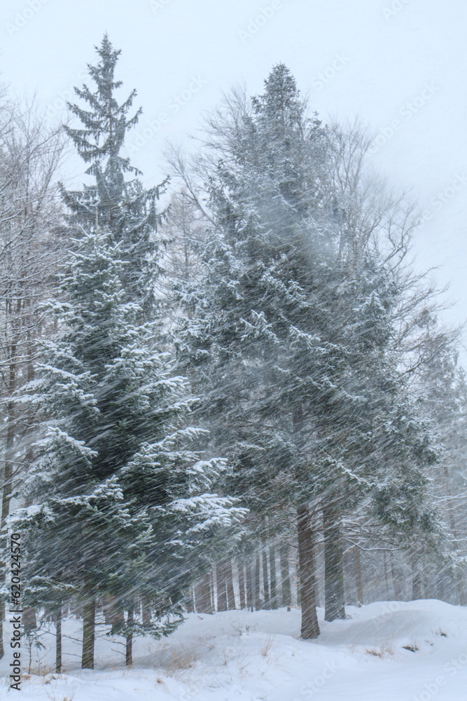 Snow-covered spruces on the yellow tourist trail from Bielsko-Biała to Szyndzielnia in the Silesian Beskids in winter cover during heavy snowfall in the forest on the slope of Kozia Góra, Poland