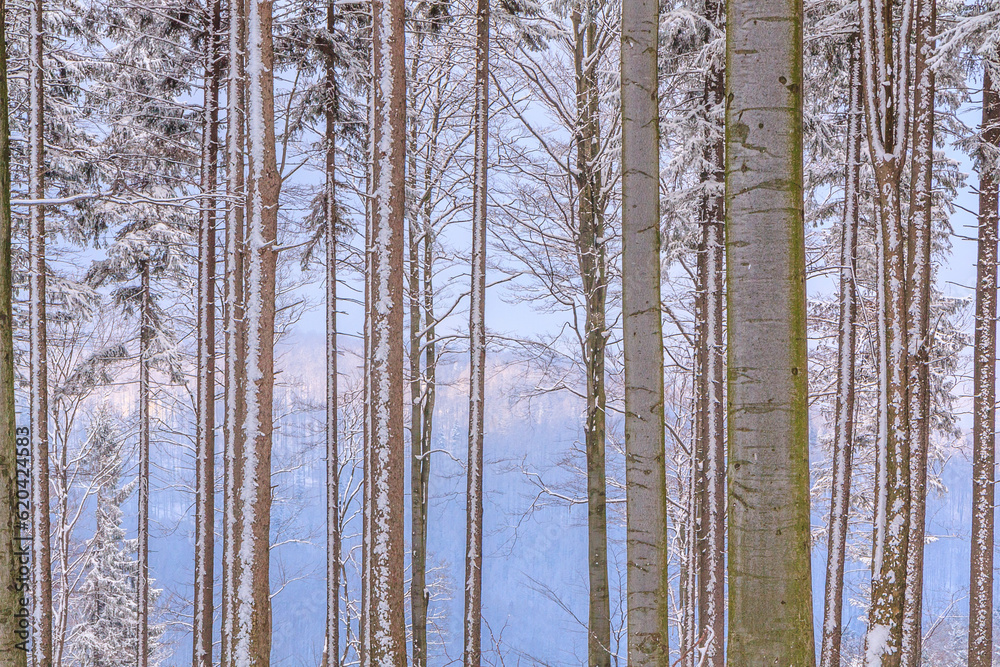 Winter view from Kołowrót mountain located on the yellow tourist trail from Bielsko-Biała to Szyndzielnia through a snowy spruce and beech forest to other mountains of the Silesian Beskids, Poland