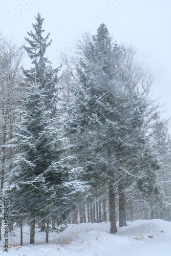 Obraz na płótnie Snow-covered spruces on the yellow tourist trail from Bielsko-Biała to Szyndzielnia in the Silesian Beskids in winter cover during heavy snowfall in the forest on the slope of Kozia Góra, Poland w salonie