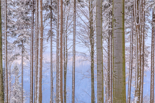 Obraz na płótnie Winter view from Kołowrót mountain located on the yellow tourist trail from Bielsko-Biała to Szyndzielnia through a snowy spruce and beech forest to other mountains of the Silesian Beskids, Poland w salonie