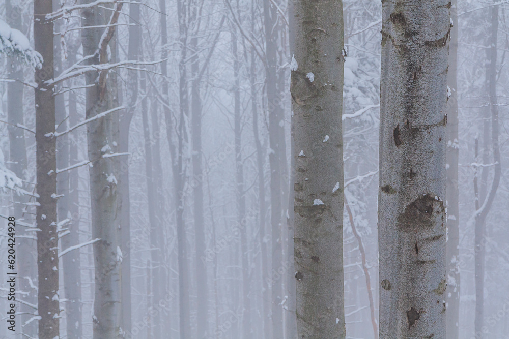 Snow-covered spruce and beech trunks on a foggy winter day in the forest on the yellow tourist trail from Bielsko-Biala to Szyndzielnia in the Silesian Beskids, Poland