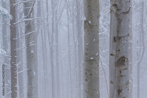 Obraz na płótnie Snow-covered spruce and beech trunks on a foggy winter day in the forest on the yellow tourist trail from Bielsko-Biala to Szyndzielnia in the Silesian Beskids, Poland w salonie