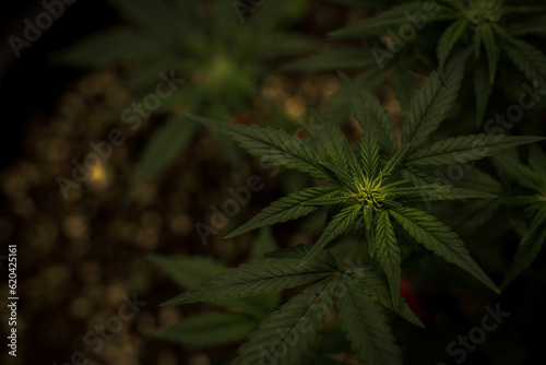 Harvested cannabis flowers waiting to be exported herbal alternative treatment cbd oil pharmaceutical industry.