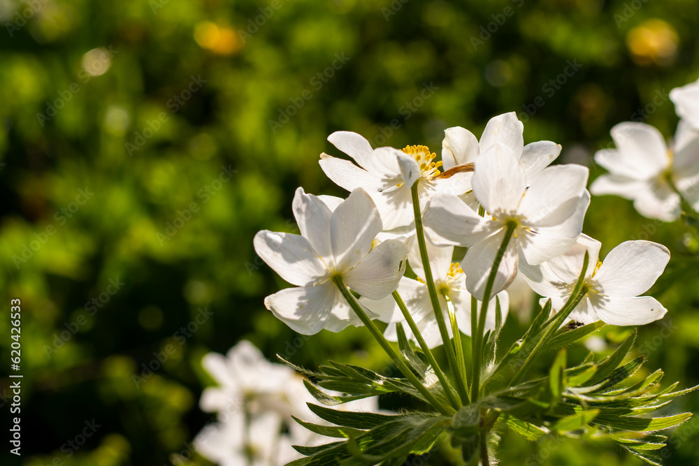 White Anemone White Anemone