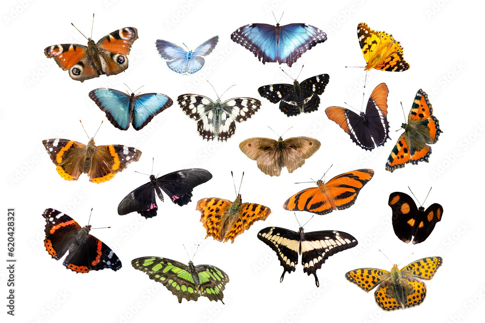 set of butterflies white background transparent