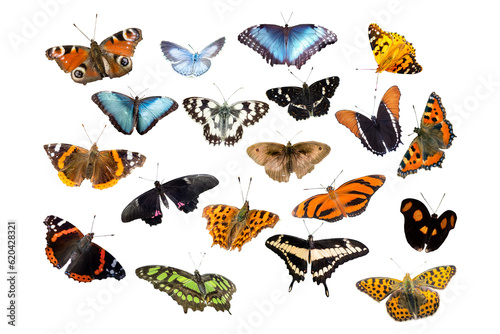 Obraz na płótnie set of butterflies white background transparent w salonie