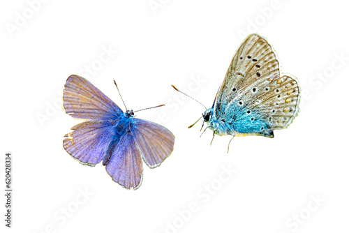 blue lycaenidae butterfly isolated on white background transparent 02 photo