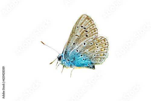 blue lycaenidae butterfly isolated on white background transparent