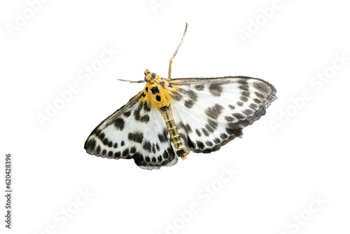 Anania hortulata butterfly isolated on white transparent photo