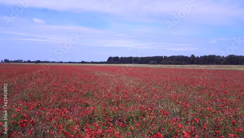 Majestic aerial top view flight 
red poppyfield Rural area summer meadow. Brandenburg Havelland Germany 2023. fly reverse drone
4K cinematic. photo