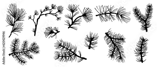 Silhouette of coniferous spruce, pine, arborvitae. Elements of Christmas and New Year's decor. Vector graphics.