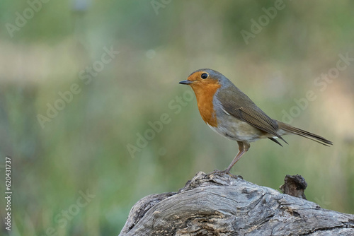 European robin on the trunk