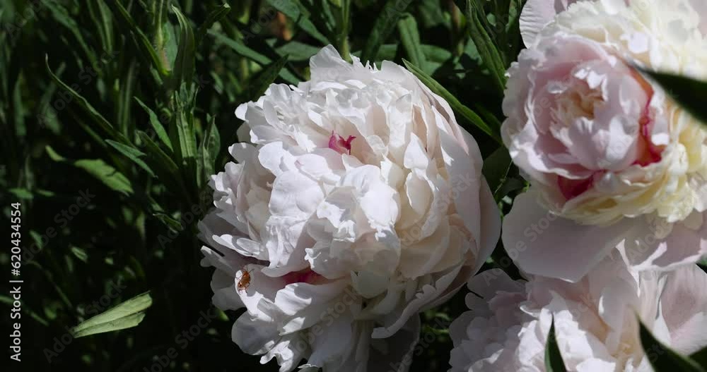 beautiful white peonies in summer, large white peonies covered with water drops during flowering beautiful white peonies in summer, large white peonies covered with water drops during flowering